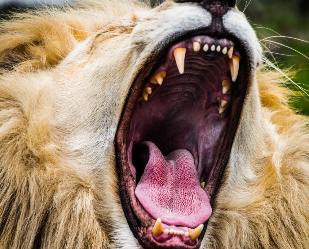 动物的舌头会变成什么样,所有动物的舌头是怎样的