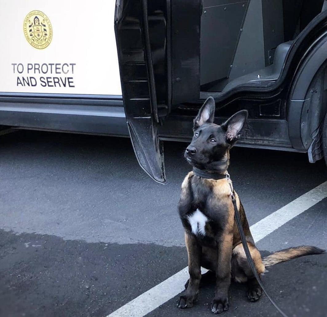 萌犬犬种,惹人喜爱的萌犬