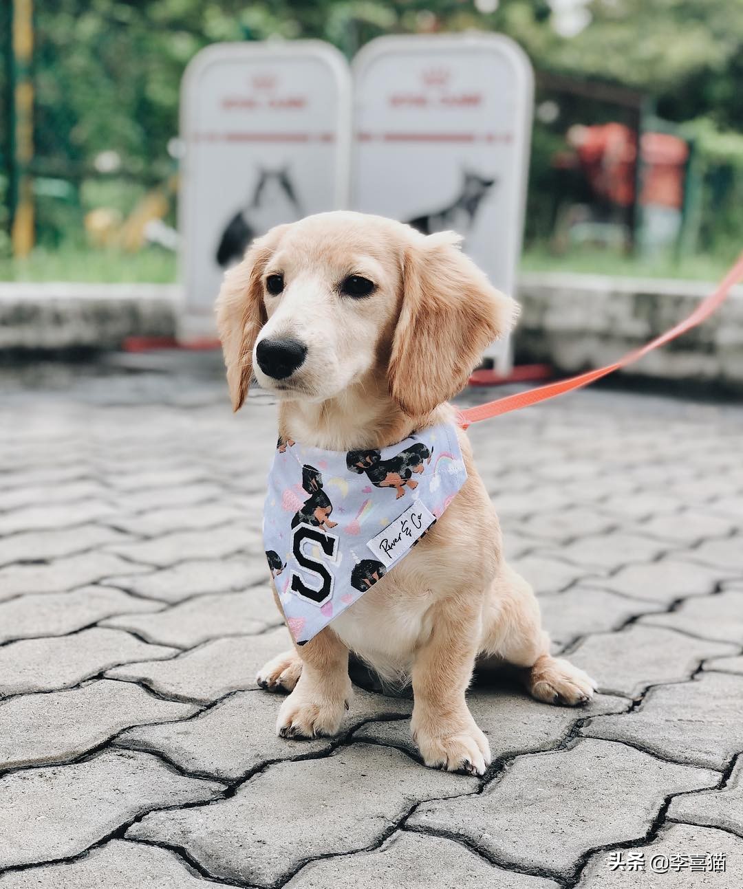 狗狗直立行走对它有什么危害吗,狗狗学站立对狗狗将来有多大危害