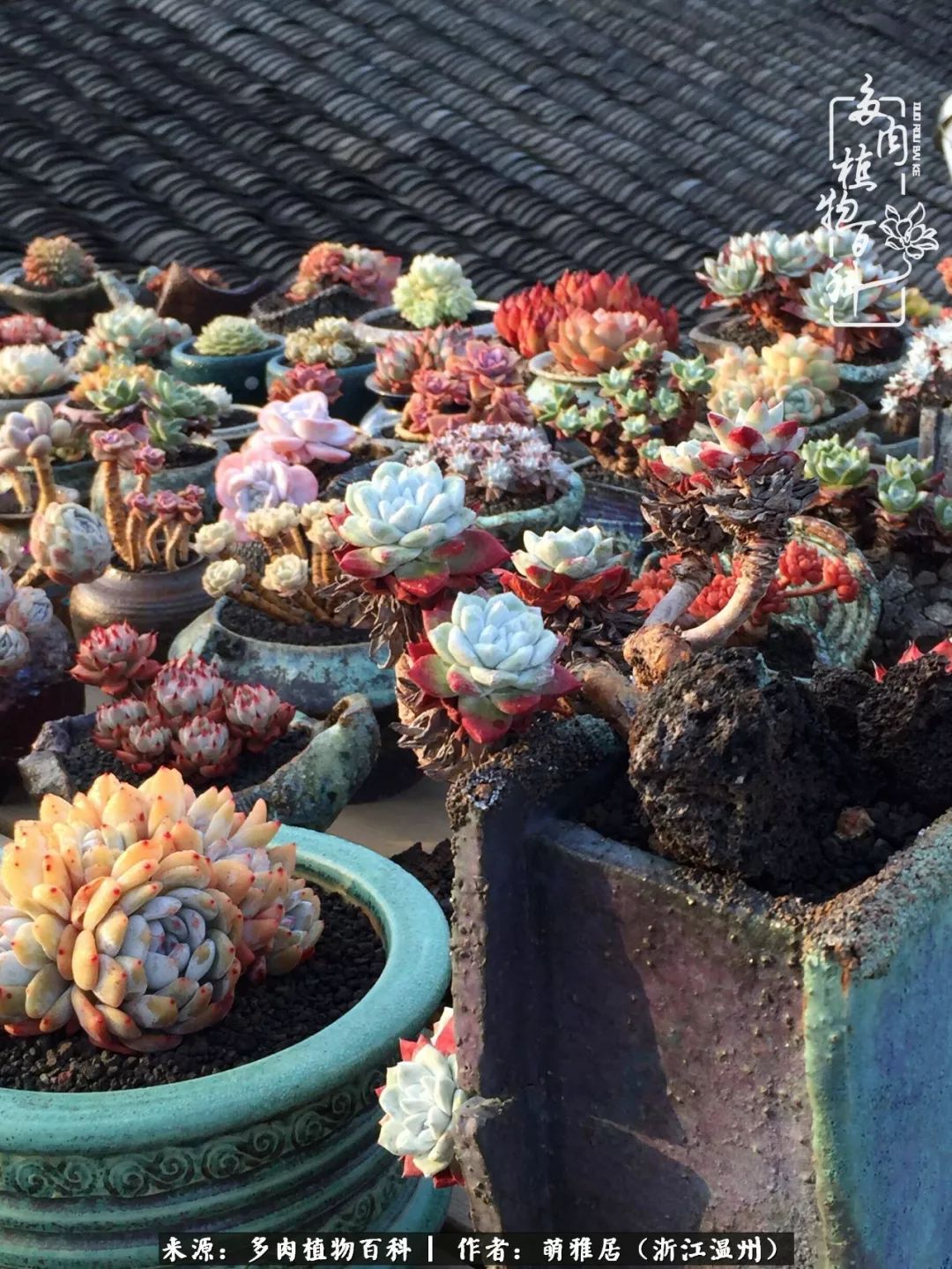 多肉最美的季节已来到,多肉最美的季节来临