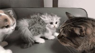 男言之隐怎么样,男言之隐介绍