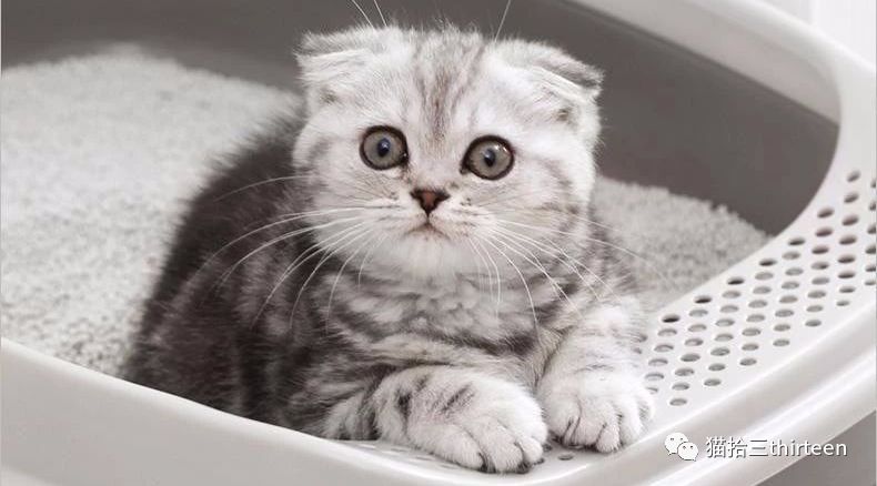 疫情期间,猫咪经常呕吐|并非肠胃问题,便秘尿闭才是罪魁祸首