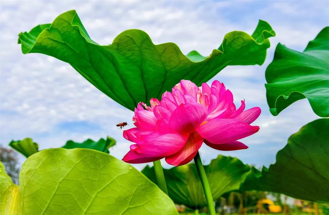 灌云有什么游玩的景点吗,灌云旅游景点推荐一日游