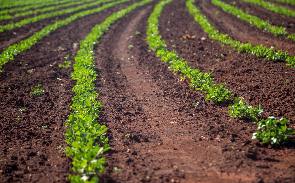 广东种植花生什么时间种植,种植花生一穴种植几粒