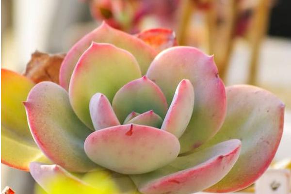 多肉早安图片大全,多肉大全100图