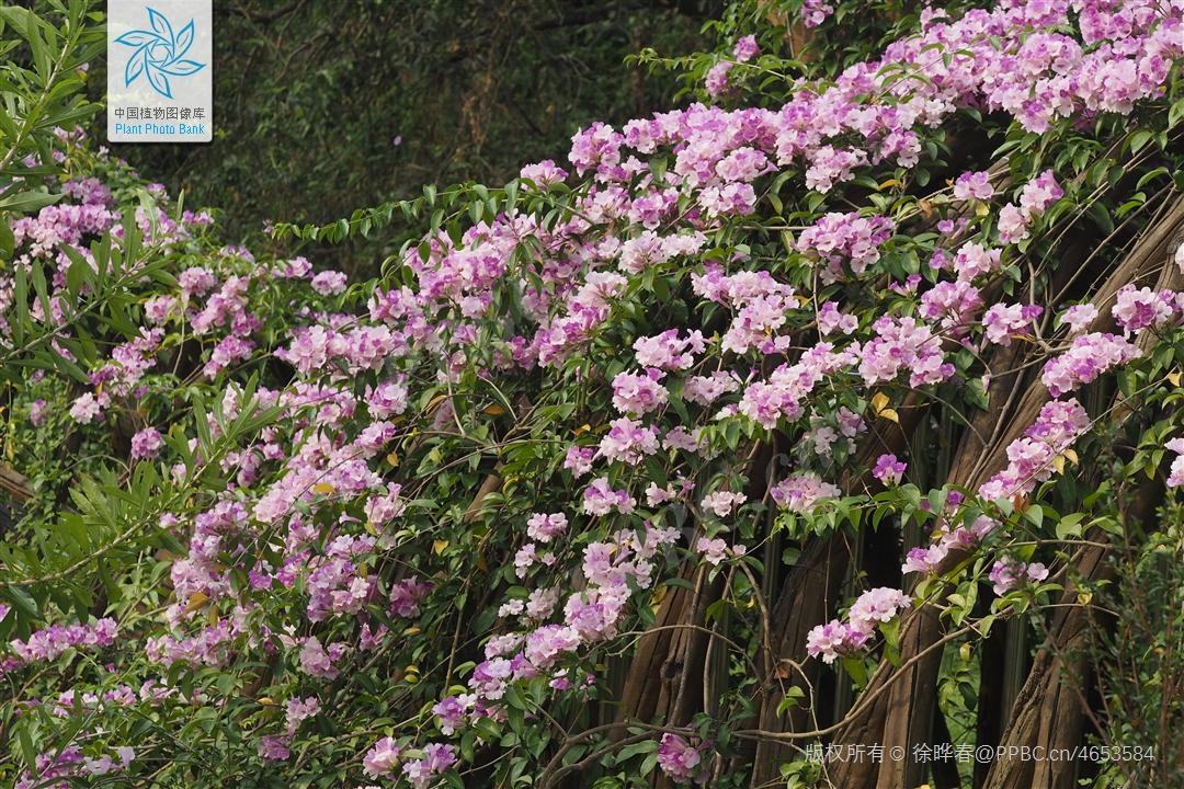 臭黄荆植物,臭鸡屎藤学名