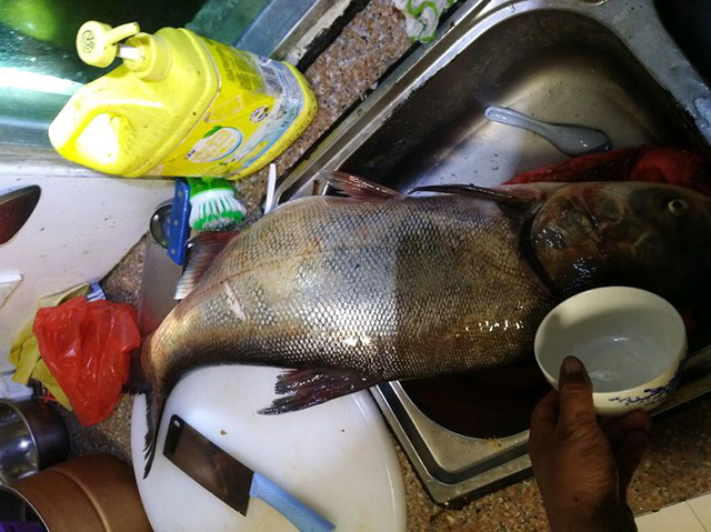 高手在民间钓鲤鱼,高手在民间大鱼