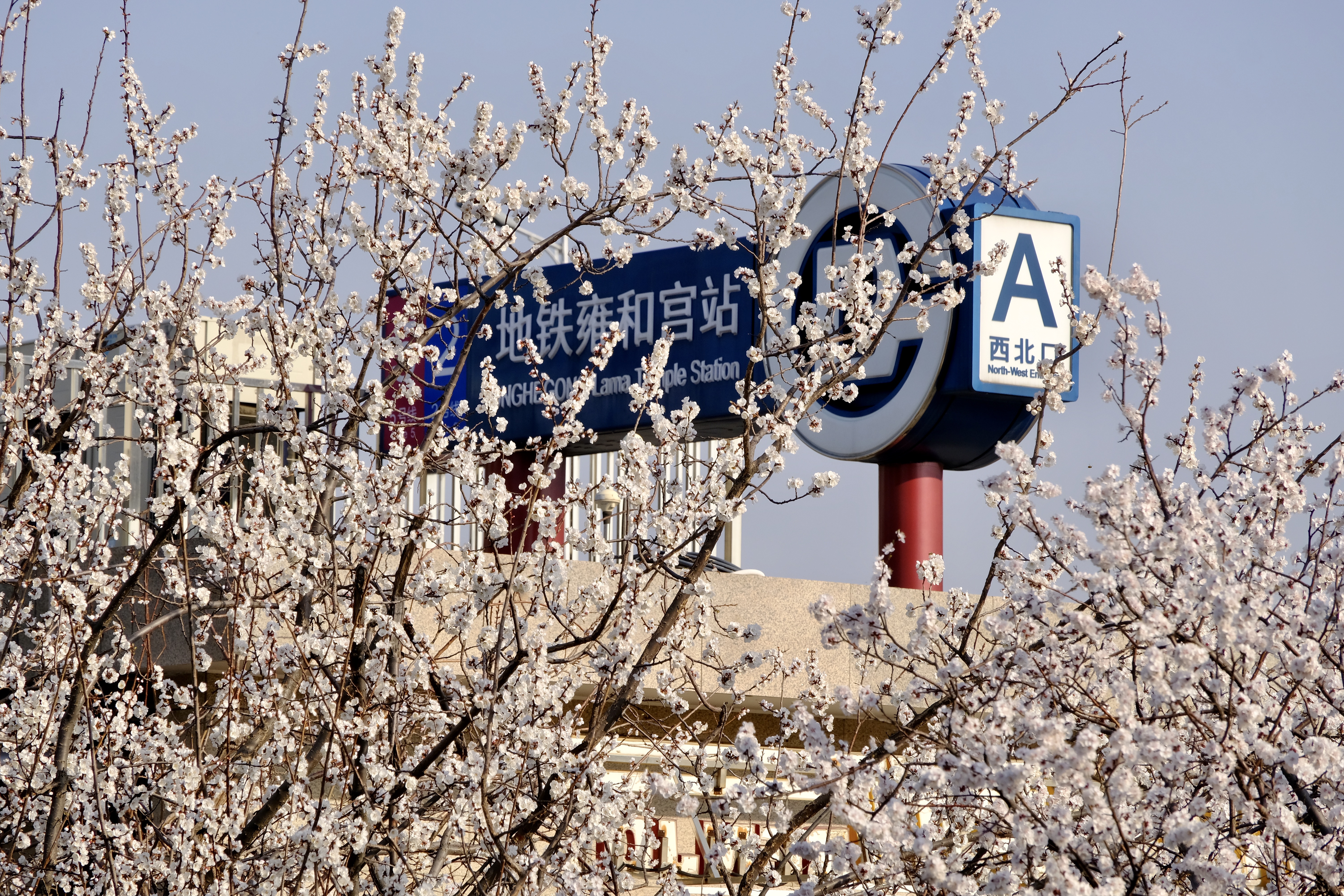 开往地铁上的春天,开往春天的地铁邂逅京城的花开