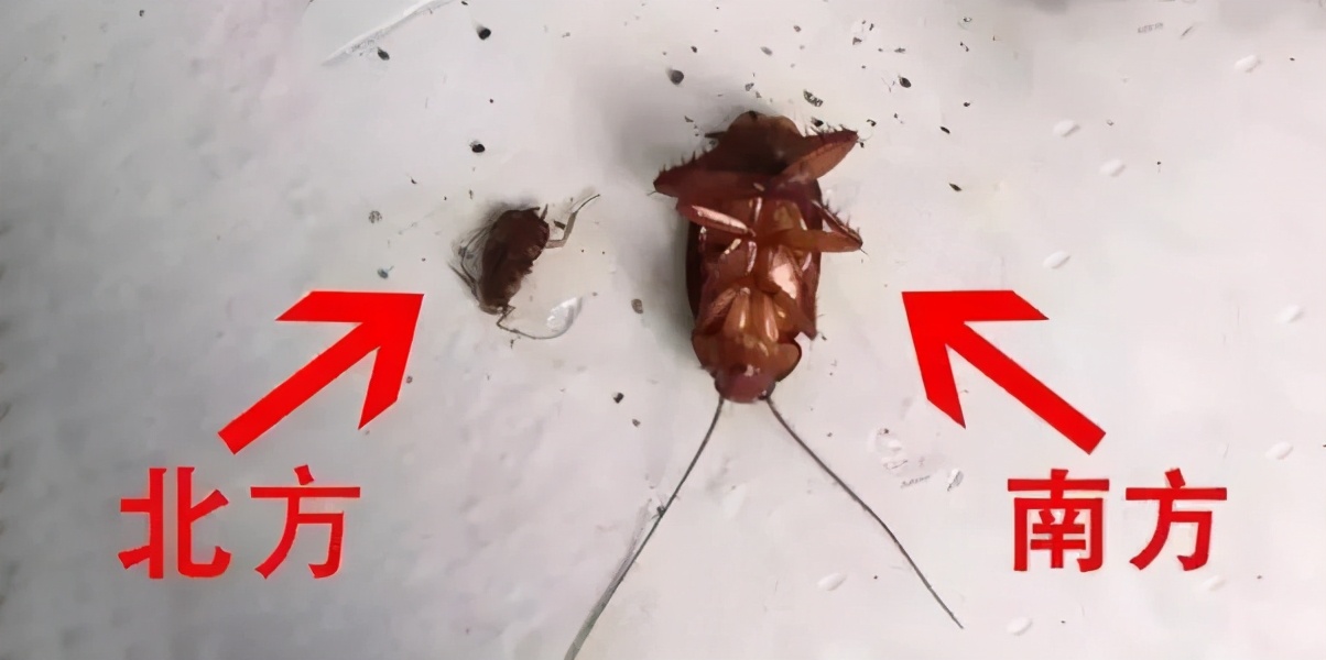 驱蚊必备蚊香防蚊神器,防蚊必备电热蚊香驱蚊神器