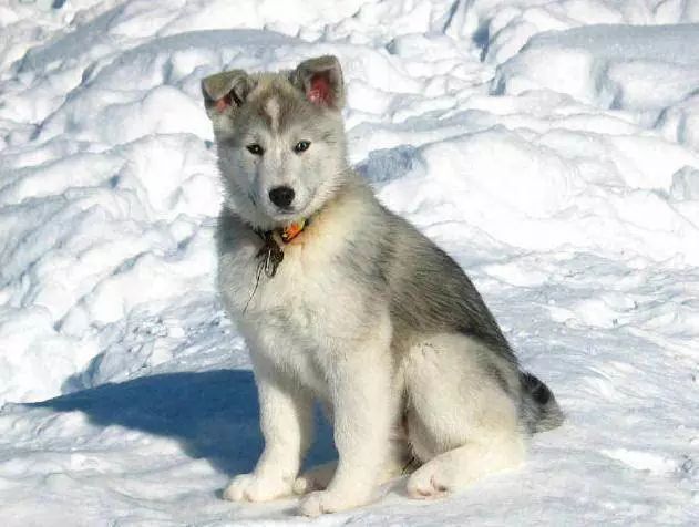 45种名犬大全,72种名犬图片附介绍