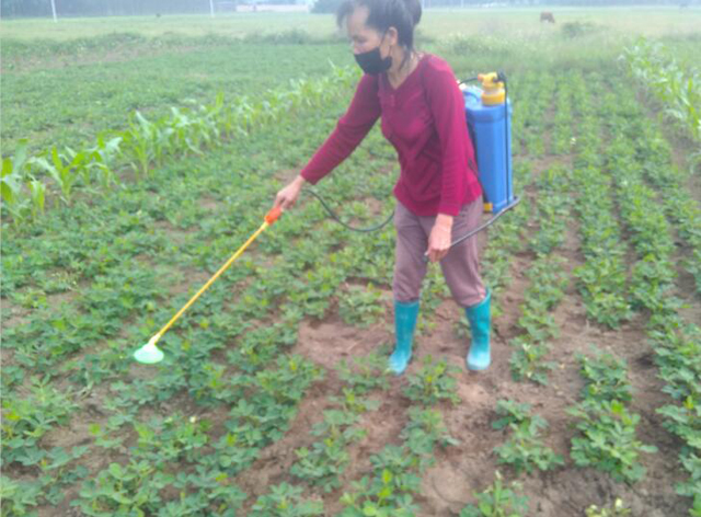 种花生会长什么虫,花生地里长的大白虫子怎么办