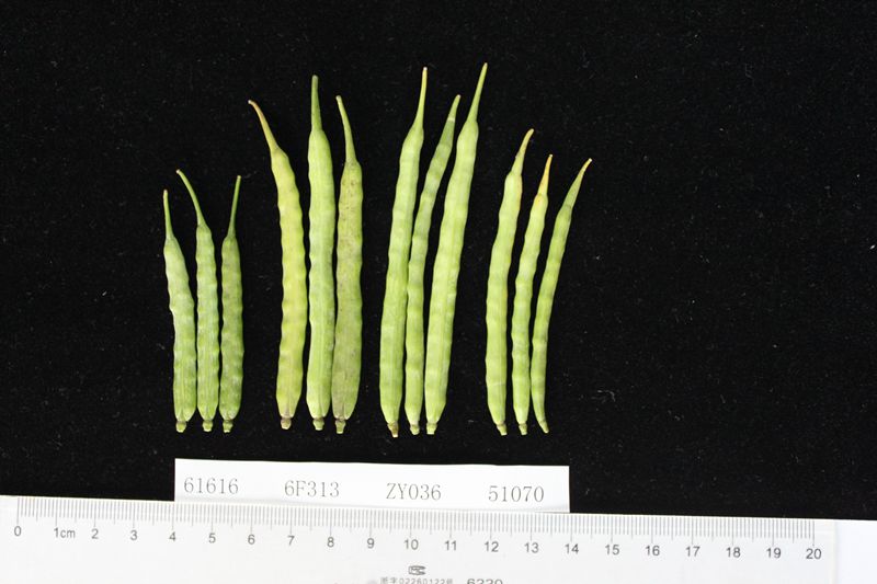 菜籽油是凉性的吗,菜籽油健康食用油