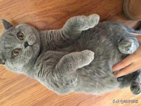 网上买了一只蓝猫回来一看气晕了,女子买了蓝猫养了一个月