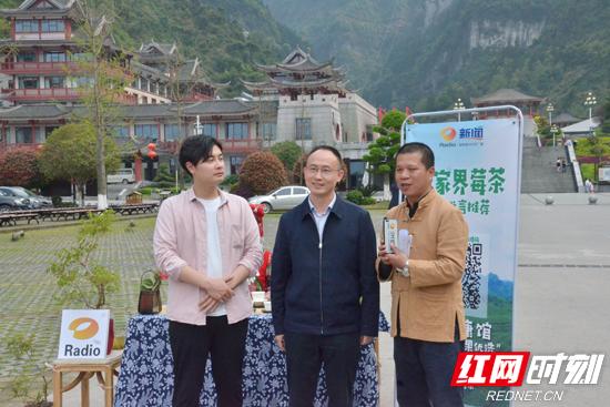 莓茶是什么植物,莓茶有什么功效