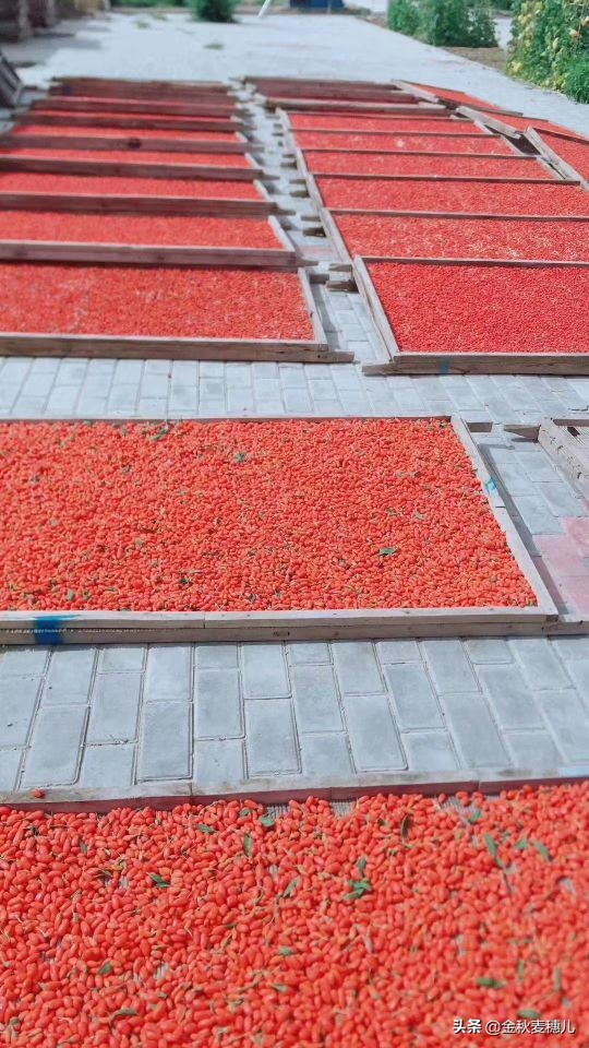 宁夏枸杞细节,宁夏的枸杞苦怎么回事