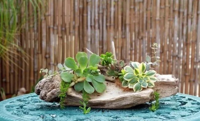 空气凤梨多肉,空气凤梨多肉植物养殖方法