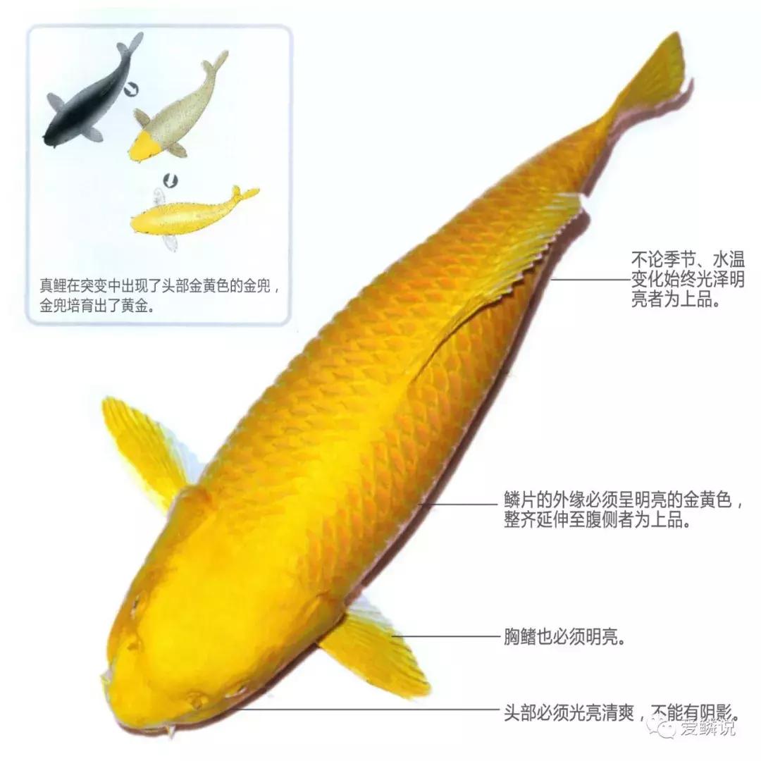 閴磋祻閿﹂菠,閴磋祻閿﹂菠鏁欏