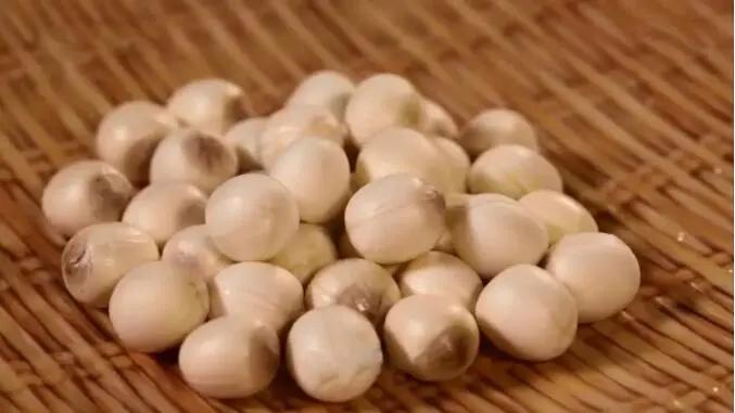 灵芝助睡眠,灵芝泡水治疗失眠的神奇功效