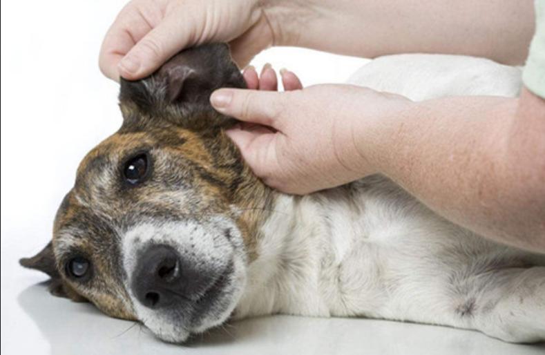 狗耳螨可以用双氧水洗吗,狗耳螨可以用碘伏擦吗