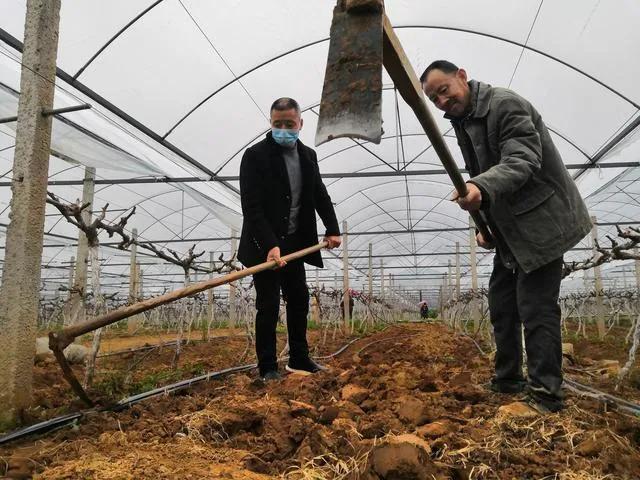 不减产不减量!疫情下,家庭农场主们这样忙活“生意经”