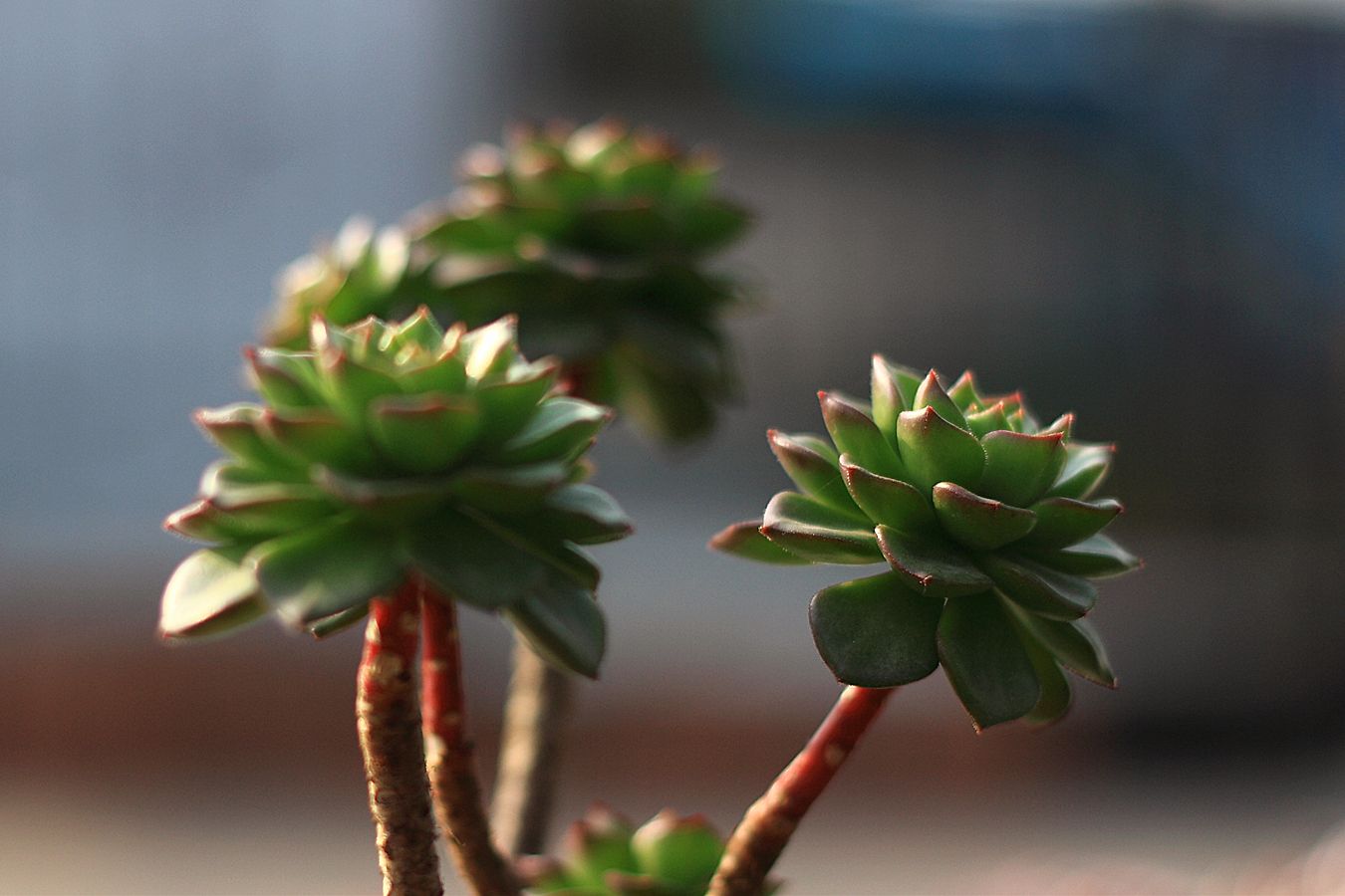 多肉长得太高成老桩了怎么办,多肉长高枝了怎么处理