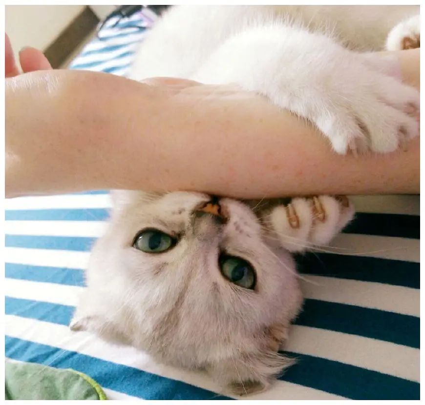 猫咪在电饭煲上拉臭臭，差点把铲屎官气晕在厕所