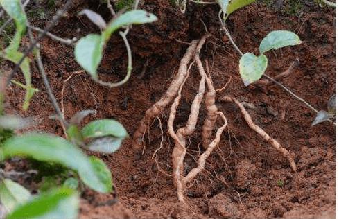 巴戟天生于山谷林下,巴戟天生长在哪些地区