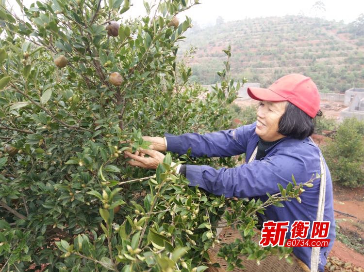 衡阳正青春科技发展,衡阳农业农村新闻