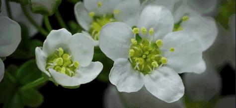 英语48个音标发音教学课件,英语48个音标正确发音视频教程