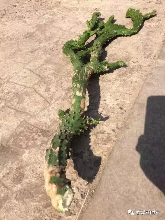 别人扔了的龙骨花捡回来好不好,别人丢掉的发财树能捡回来种吗