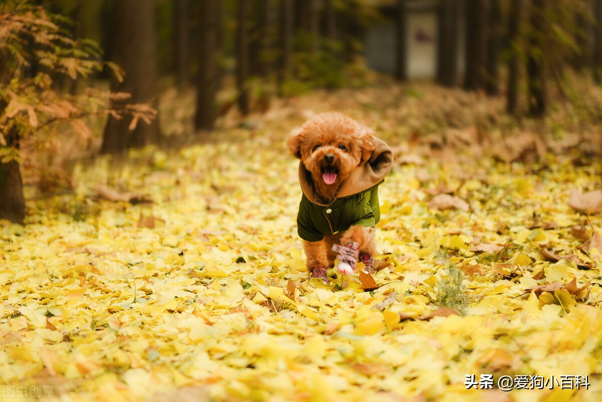 养一公一母泰迪要注意什么,怀孕养泰迪狗注意事项