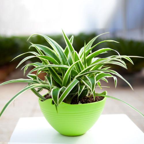 小盆植物中最会吸甲醛的是哪种,吸甲醛最好的植物哪种排名第一