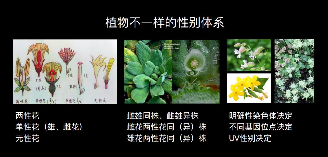 500万年后男性染色体会消失吗,未来男性会消失y染色体吗