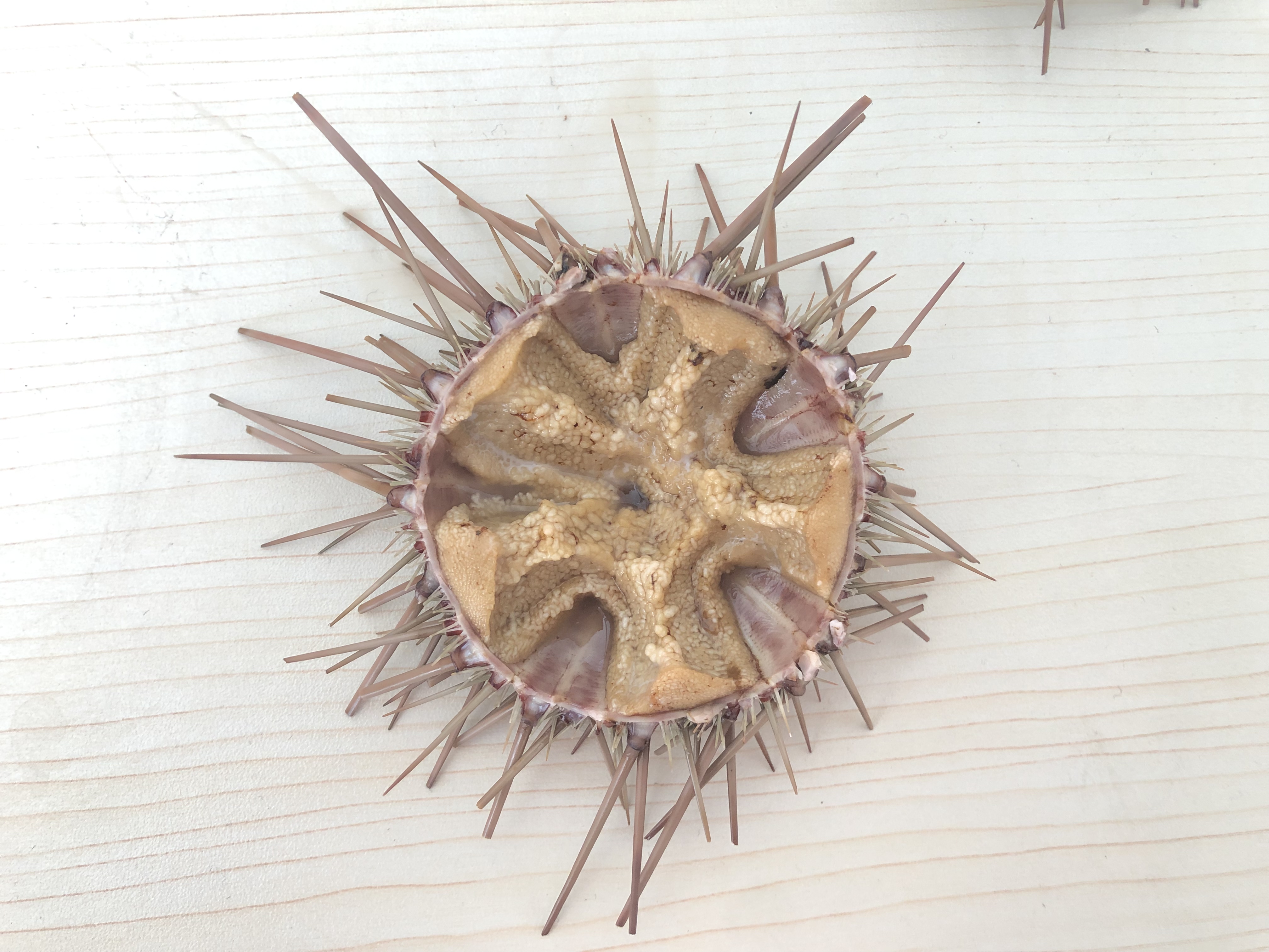 閲嶅ぇ鎻,鐧借壊娴疯儐鑲夎兘鍚冨悧