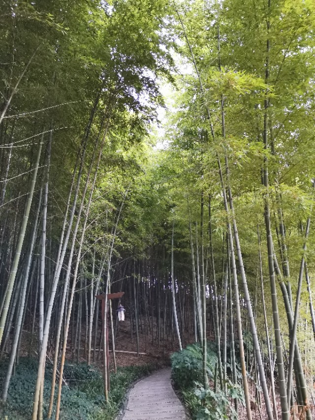 常州天目湖旅游，先南山竹海，后入住涵田半岛随笔：涵田半岛印记