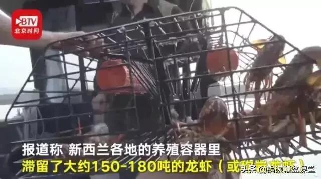 龙虾不吃东西,龙虾没人吃