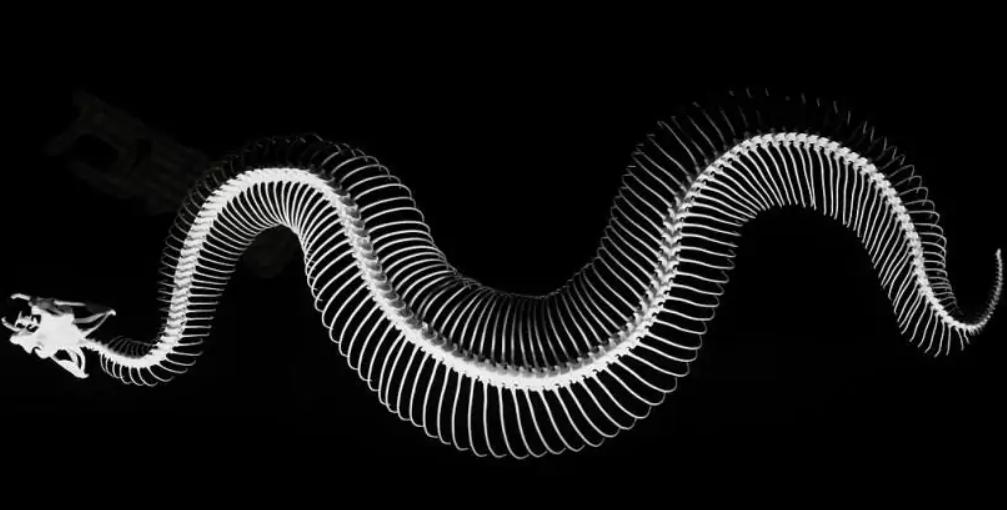 蛇会报复和记仇吗,人打蛇蛇会反击吗