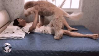 泰迪到几岁不闹腾了呢,泰迪只能长到五六斤吗