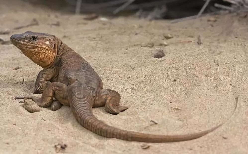 去马尔代夫玩哪个岛最值得推荐,去哪里旅游马尔代夫划算