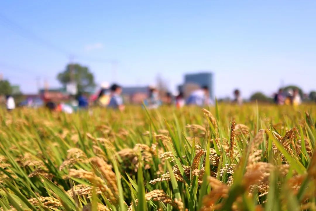 深秋回暖，安排！沪上各区的深秋美景，你准备好打卡了吗？