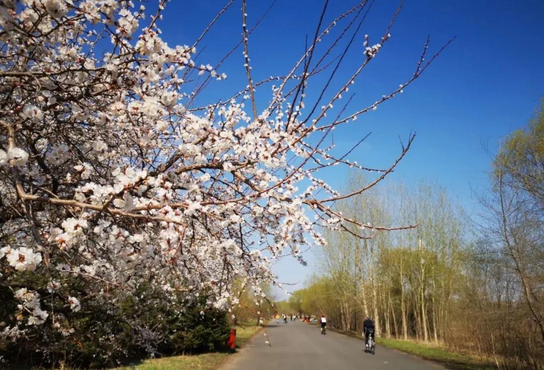 怎么预防在景区被毒虫叮咬,出游当心蜱虫叮咬
