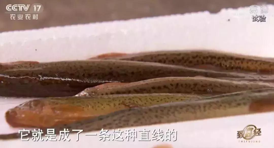 养泥鳅10万元赚40万,废旧坑塘养泥鳅一年能挣20万