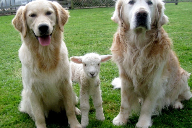 金毛毛卷可以拉直吗,金毛的毛发有卷怎么弄直