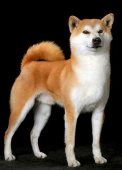 被小区不拴绳子的狗吓到了怎么办,孩子在小区内被未牵绳的狗追咬