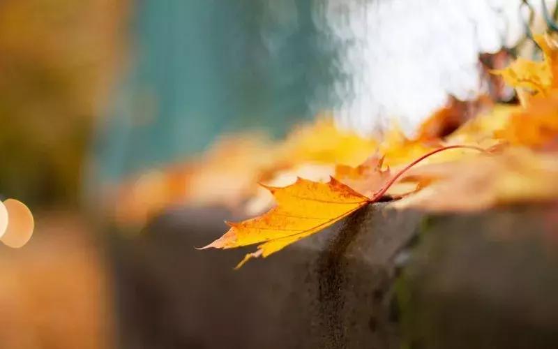 当下也有美诗读！和尚诗壁（76）回望当年牵手处，而今唯有落花新