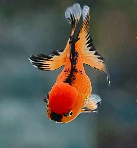 这些五彩斑斓的金鱼养眼又养心,最美的观赏金鱼值得一看