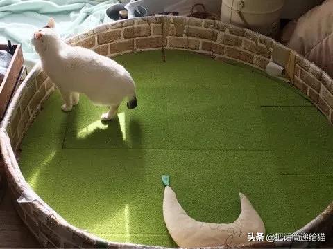 当小猫咪遇上大型犬,当小猫咪遇到大狗狗真是太温馨了
