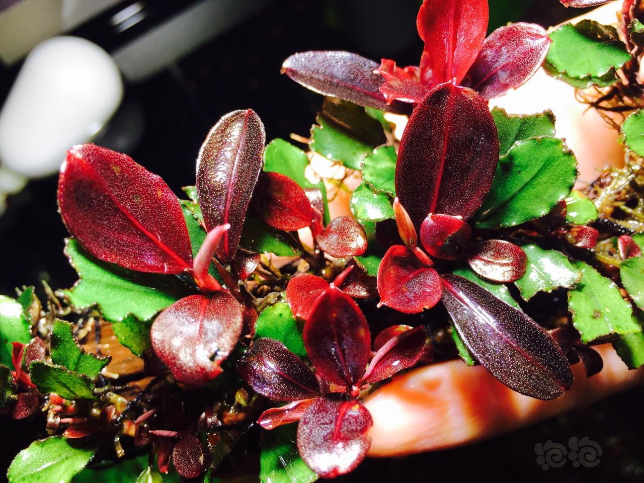 辣椒榕水草缸,养辣椒榕需要多大的缸