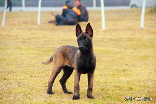 小马犬拉肚子带血能治好吗,小马犬拉肚子喂蒙脱石散一天几次
