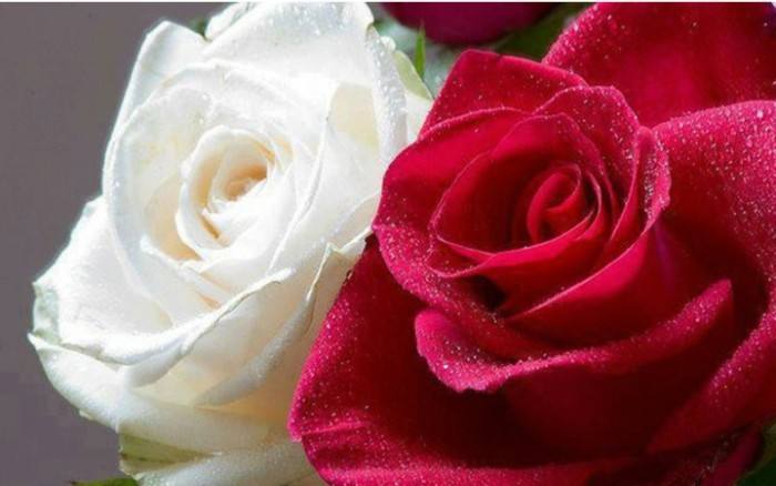 大江健三郎真实历史,大江健三郎的人生挫折